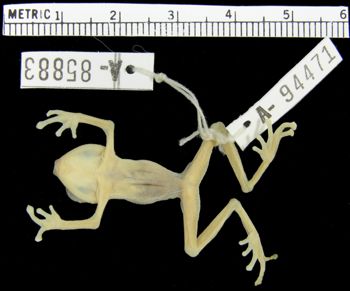 Media type: image; Herpetology A-94471